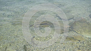 chub fish in lake Garda in transparent water