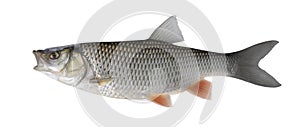 Chub fish trophy isolated on white background