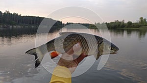 chub in the fisherman's hand.