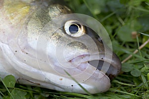 Chub, the freshwater Fish in Detail