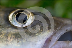 Chub, the freshwater Fish in Detail