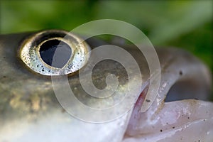 Chub, the freshwater Fish in Detail