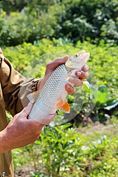 Chub in the hand of fisherman over green background