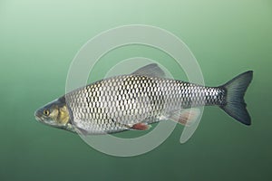 Chub Leuciscus cephalus