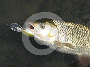 Chub lure fishing on river