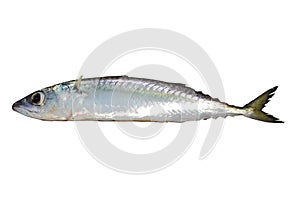 Chub mackerel, Pacific mackerel, or Pacific chub mackerel Scomber japonicus fish alive isolated on white background.