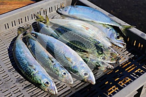 Chub mackerel, Pacific mackerel, or Pacific chub mackerel Scomber japonicus raw fish just catched. photo