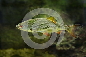 Chub - Squalius cephalus - close up