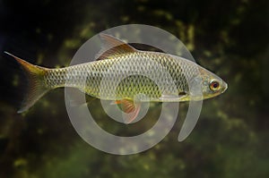 Chub - Squalius cephalus - close up