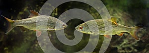 Chub - Squalius cephalus - close up