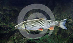 Chub - Squalius cephalus - close up