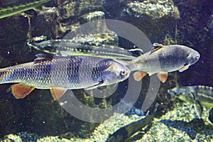 The chub Squalius cephalus is a freshwater fish from the Cyprinid family swimming in clear water