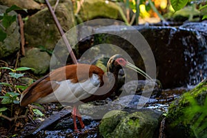Chubaty ibis standing on the stream