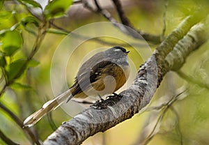 Chubby adorable New Zealand fantail with yellow feathers sitting on wooden twig tree branch in Abel Tasman National Park