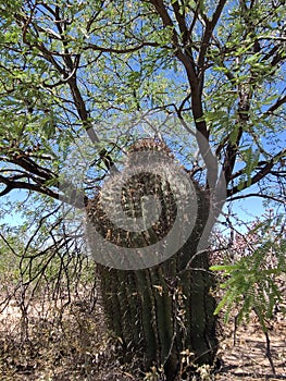 Chubby Barrel Cactus  Hugging A Mesquite Tree  Sky Scene  Vegatation Nature plants Photography