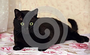 Chubby beautiful Bombay cat