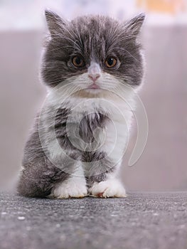 chubby british shorthair kitten white gray