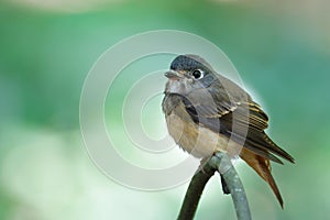 chubby brown bird resting on wooden stick expose against backlit background