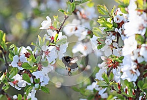 Chubby Bumble bee collects nectar in the lush spring garden