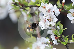 Chubby Bumble bee collects nectar in the lush spring garden