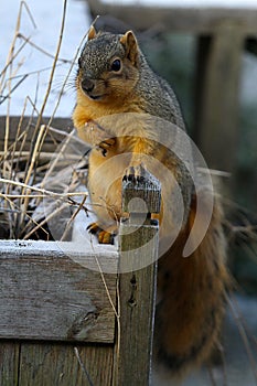 Chubby, Charasmatic Fox Squirrel