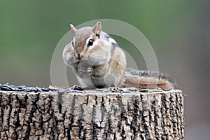 Chubby Chipmunk