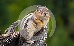 A Chubby Chipmunk