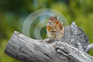 Chubby Chipmunk