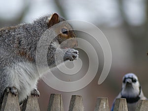 Chubby Eastern Gray Squirrel sitting eating a peanut on on weathered wooden fence with a Blue Jay looking on
