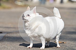 Chubby fat white chihuahua puppy