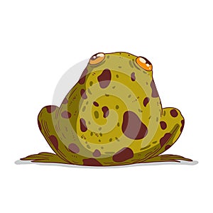 A chubby frog, isolated vector illustration. A back view of calm cartoon bullfrog against white background