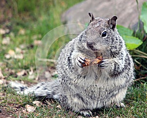Chubby Grey Squirrel Munching on a Peanut