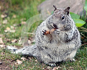 Chubby Grey Squirrel Munching on a Peanut