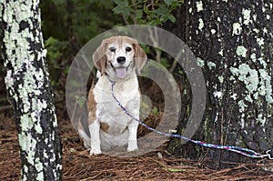 Chubby neutered Beagle dog outside on leash