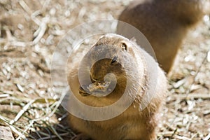 A Chubby Prairie Dog Eating