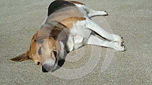Chubby senior beagle dog lays in the sun on the driveway photo