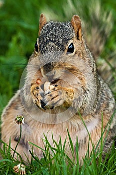 Chubby Squirrel Eating A Peanut