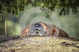Chubby yellow-bellied marmot resting on a rock
