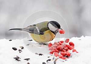 Chubby yellow bird eating seeds and nuts in the snow