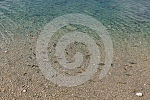 Chubs fish in the lake Bohinj, Slovenia