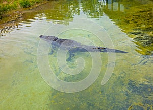 Chuckie the Alligator in Gulf Shores, Alabama