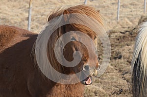 Chuckling Icelandic Chestnut Horse