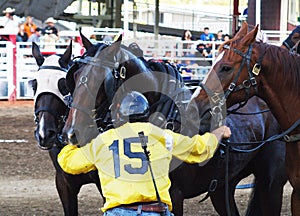 Chuckwagon outrider with horses