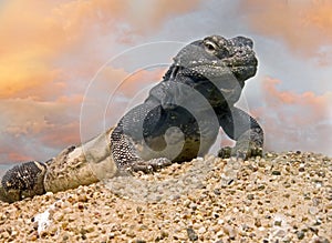 Chuckwalla 1