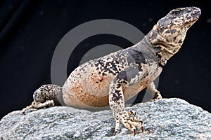 Chuckwalla