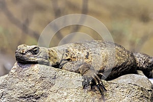 Chuckwalla are found in southwestern United States and northern Mexico