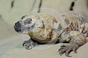 Chuckwalla lizard