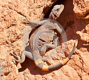 Chuckwalla Lizard