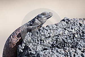 Chuckwalla Lizard