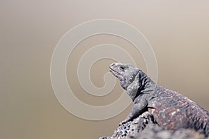 Chuckwalla Lizard